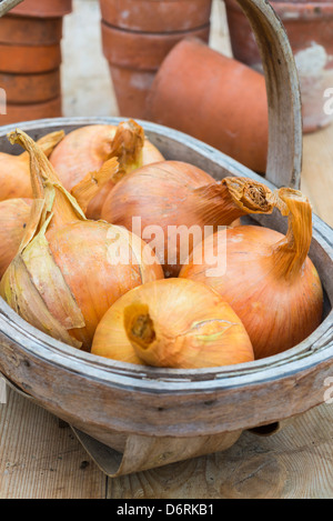 Nach Hause angebauten Maincrop Zwiebeln, bereit für die Küche Stockfoto