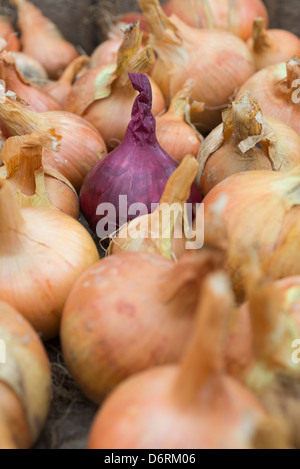 Nach Hause angebauten Maincrop Zwiebeln, bereit für die Küche Stockfoto