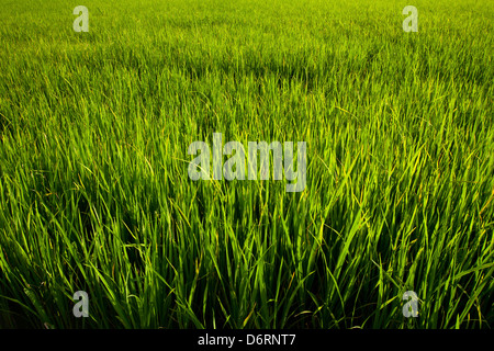 Rasen, grüne Reisfelder Stockfoto