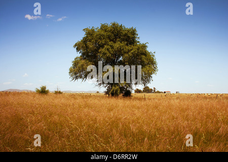 Einsamer Baum Stockfoto