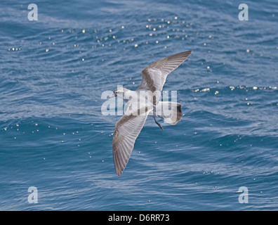 Fee Prion - Pachyptila turtur Stockfoto