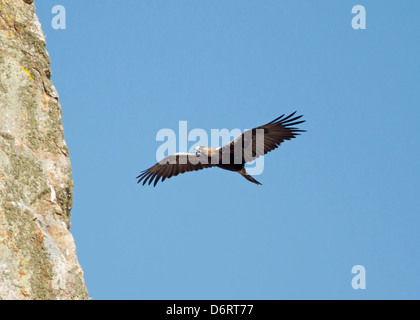 Spanische Kaiseradler - Aquila adalberti Stockfoto
