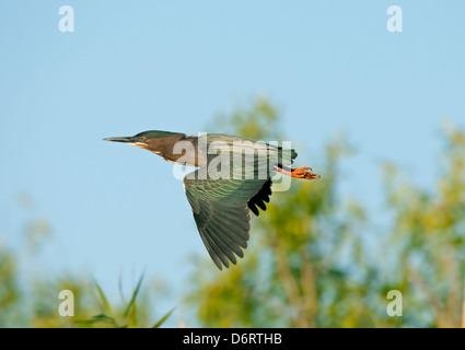 Grüne Heron - Butorides virescens Stockfoto