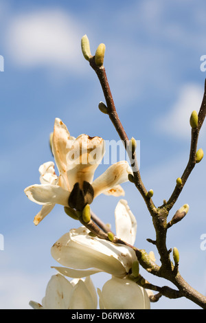 Frostschäden an Magnolia Denudata "Giubiasco" Blüten. Stockfoto