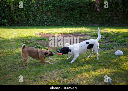 Emden, Deutschland, zwei Hunde, die in einem Garten spielen Stockfoto