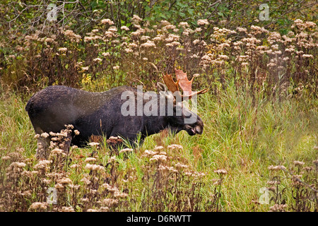 Ein Stier Elch im Herbst in Algonquin, Kanada Stockfoto