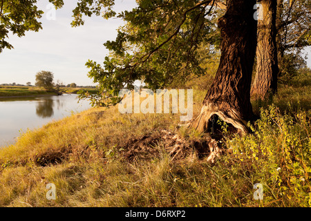 RÜHSTÄDT, Deutschland, hohlen Stamm einer Eiche, im Hintergrund einen Oxbow See desselben Stockfoto