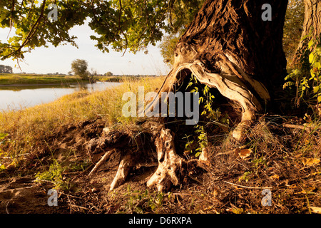 RÜHSTÄDT, Deutschland, hohlen Stamm einer Eiche, im Hintergrund einen Oxbow See desselben Stockfoto