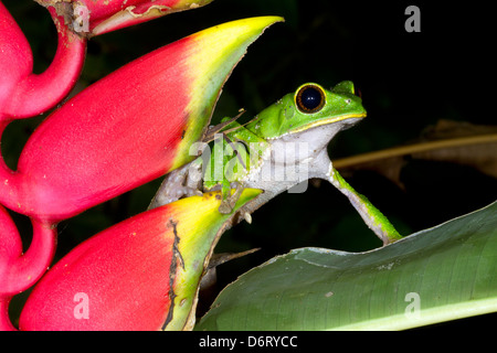 Tarsier Affen Frosch (Phyllomedusa Tarsius) neben einer Heliconia Rostrata Blume in den Regenwald Unterwuchs, Ecuador Stockfoto