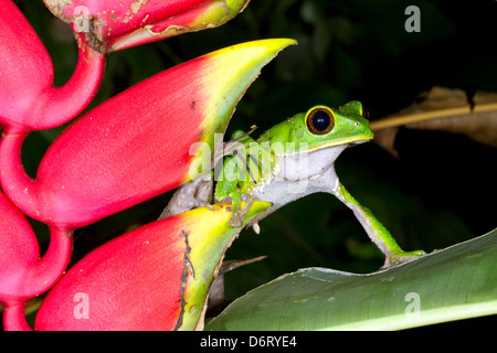 Tarsier Affen Frosch (Phyllomedusa Tarsius) neben einer Heliconia Rostrata Blume in den Regenwald Unterwuchs, Ecuador Stockfoto