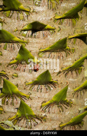 Araucaria Araucana, der Affe puzzle Baum mit Marienkäfer Aalen auf Stamm Stockfoto