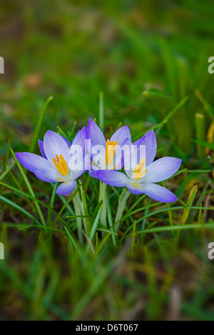 Frühling Krokusse auf einer Grünfläche im Februar Stockfoto