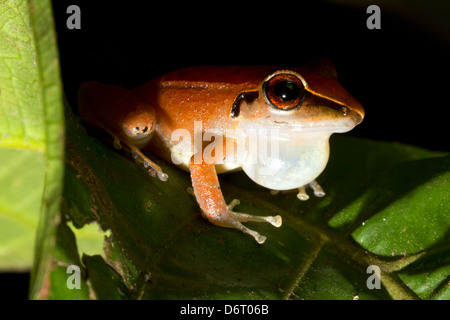 Peruanischen Regen Frosch (Pristimantis Peruvianus) männlich mit vocal Sac erweitert, im Regenwald, Ecuador Stockfoto