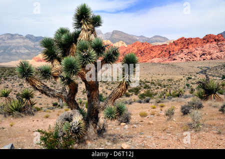 Joshua Tree im Red Rock Canyon. Calico Hills sind im Hintergrund Stockfoto