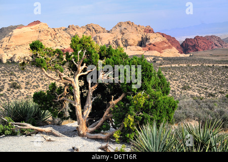 Ein einsamer Wacholder steht an der Spitze von einem Aussichtspunkt im Red Rock Canyon State Park. Die Calico Hills sind im Hintergrund Stockfoto