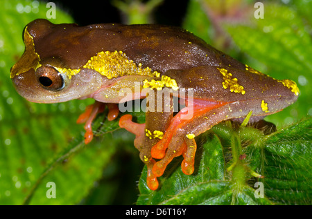 SARAYACU Treefrog (Dendropsophus Sarayacuensis) eine Frau sitzt auf einem Blatt, Ecuador Stockfoto