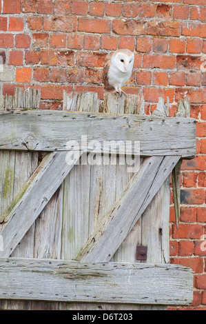 Schleiereule, Tyto Alba, Erwachsene auf Stalltür thront, Stockfoto