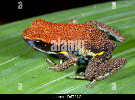 Ecuadorianische Poison Frog (Ameerega Bilinguis) auf einem Blatt im Regenwald von Ecuador Stockfoto