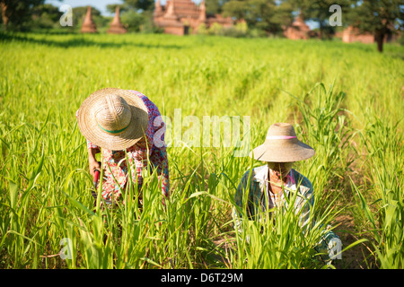 Traditionelle asiatische Bauern arbeiten im Maisfeld Stockfoto