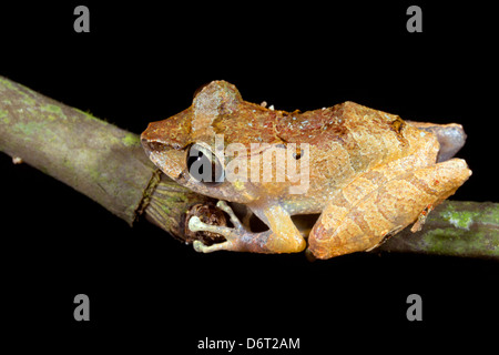 Regen Sie Frosch (Pristimantis Ockendeni) auf einen Stock in den Regenwald, Ecuador Stockfoto