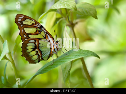 Malachit (Siproeta Stelenes) Schmetterling thront auf Blatt Stockfoto