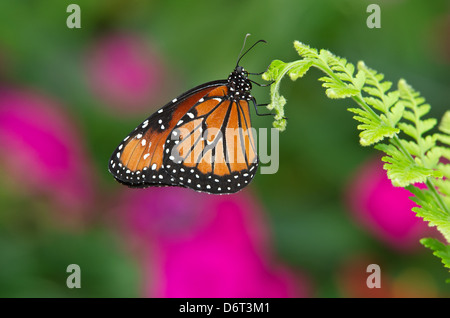 Königin-Schmetterling (Danaus Gilippus) thront auf Blatt Stockfoto