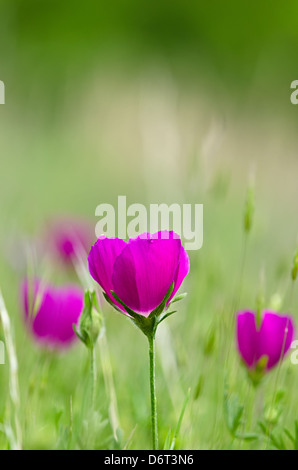 Bunte Weincup Wildblumen (Callirhoe Involucrata) blühen auf der Wiese Stockfoto