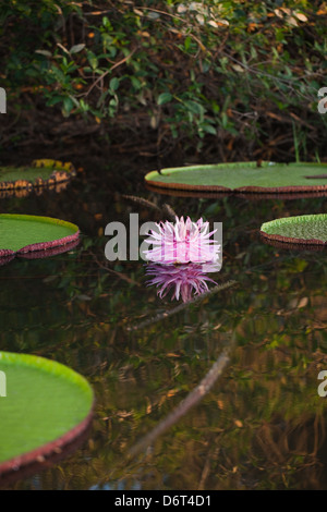 Riesen Waterlily (Victoria Amazonica). Blüte im Becken unter Anliegerstaaten Wald. Rosa Farbe der Blume zeigt befruchtete. Stockfoto