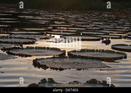 Riesen Waterlily (Victoria Amazonica). Blätter oder Pads. Sonnenuntergang. Karanambu Ranch und Reservierung. Fisch. Guyana. Stockfoto