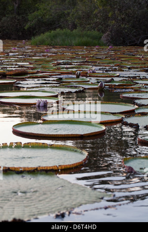 Riesen Waterlily (Victoria Amazonica). Abendlicht. In Becken unter Anliegerstaaten Wald wachsen. Karanambu Ranch und Reservierung Stockfoto