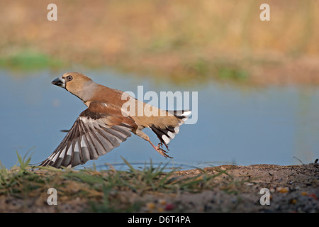 Kernbeißer Coccothraustes coccothraustes Stockfoto