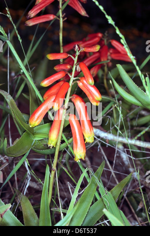 Nahaufnahmen von Blumen von Bitter Aloe/Cape Aloe /Bitter Aalwayn / rot Aloe / Tippen Sie auf Aloe - Aloe ferox - Familie Asphodeloideae Stockfoto