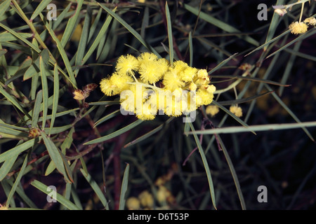 Flinders Range/Gawler Range/Port lIncoln/Winter /Willow-leaved Akazie-Acacia Iteaphylla-Familie Leguminosae [Fabaceae/Mimosaceae] Stockfoto