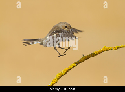 Pied Flycatcher Ficedula hypoleuca Stockfoto