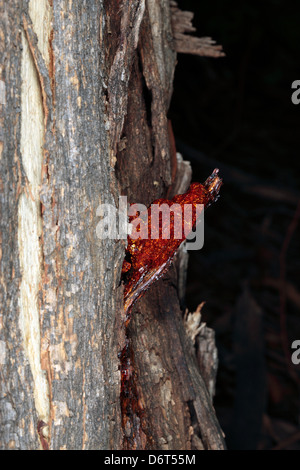 Nahaufnahme einer Träne in Eukalyptus Barke mit nachfolgenden bernsteinfarbenen SAP-Leckage Stockfoto