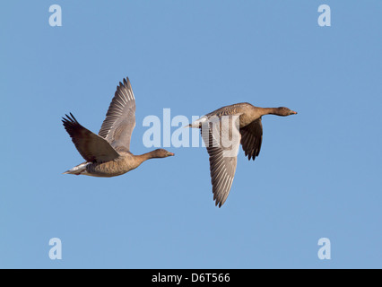 Pink-footed Gans Anser brachyrhynchus Stockfoto