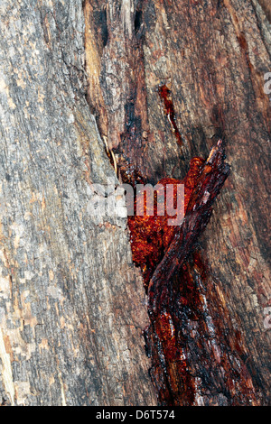 Nahaufnahme einer Träne in Eukalyptus Barke mit nachfolgenden bernsteinfarbenen SAP-Leckage Stockfoto