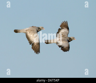 Hohltaube Columba oenas Stockfoto