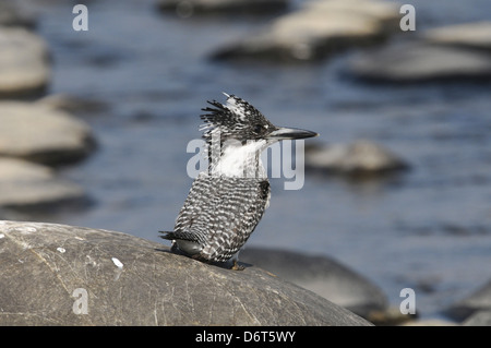 Crested Kingfisher - Megaceryle lugubris Stockfoto