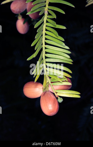 Chinesische Pflaume-Eibe/chinesische Pflaume Eibe/Pflaume Eibe/chinesische Cowtail Kiefer/San Jian Shan Obst-Cephalotaxus Fotunei-Familie Cephalotaxaceae Stockfoto