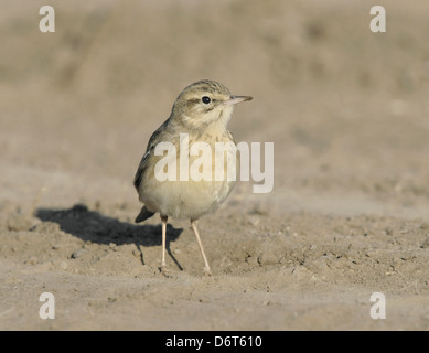 Tawny Pieper - Anthus pratensis Stockfoto