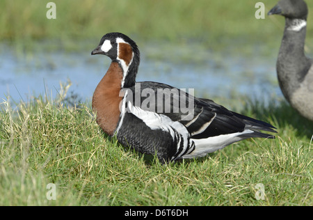 Red-breasted Goose Branta ruficollis Stockfoto