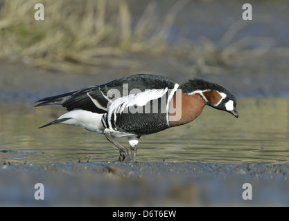 Red-breasted Goose Branta ruficollis Stockfoto