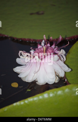 Riesen Waterlily (Victoria Amazonica). Blüte in Pools im angrenzenden Wald. Rosa Farbe der Blume zweite Nacht der Öffnung. Stockfoto