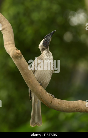 Behelmter Friarbird (Philemon Buceroides) Erwachsene, thront auf Zweig, Queensland, Australien, November Stockfoto