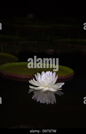 Riesen Waterlily (Victoria Amazonica). Für die erste Nacht nach der Eröffnung ist die Blume weiß. Stockfoto