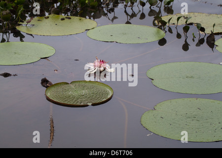 Riesen Waterlily (Victoria Amazonica). Rosa Blume jetzt, nach der Befruchtung. Für die erste Nacht nach der Eröffnung wird weiß sein. Stockfoto