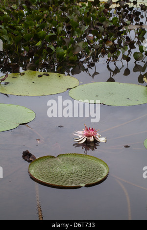 Riesen Waterlily (Victoria Amazonica). Rosa Blume jetzt, nach der Befruchtung. War für die erste Nacht nach der Eröffnung weiß. Stockfoto