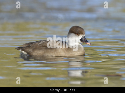 Rot-crested Tafelenten Netta rufina Stockfoto