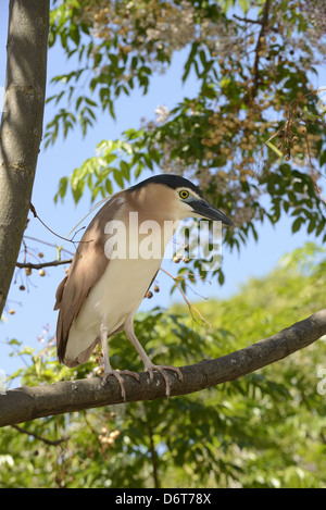 Rufous-Nachtreiher (Nycticorax Caledonicus) Erwachsenen, thront auf Zweig, Melbourne, Victoria, Australien, November Stockfoto